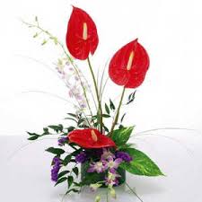 3 Anthurium and 2 orchids basket