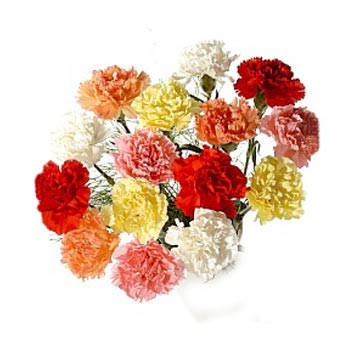 Dozen Mix carnations 