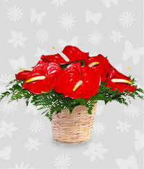 7 Anthurium basket