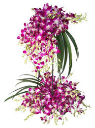 20 orchids stand